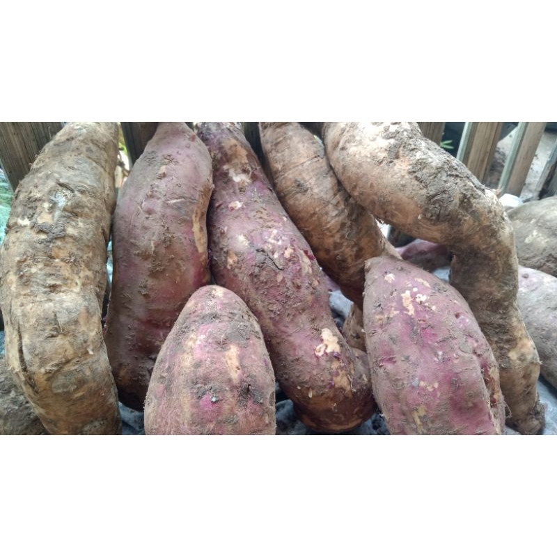 

Umbi Boled seger besar