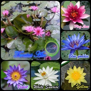 TERATAI AIR TUNJUNG BIRU Bibit tanaman teratai air BUNGA TUNJUNG BIRU BIBIT WATER LILY Nymphaea Tera