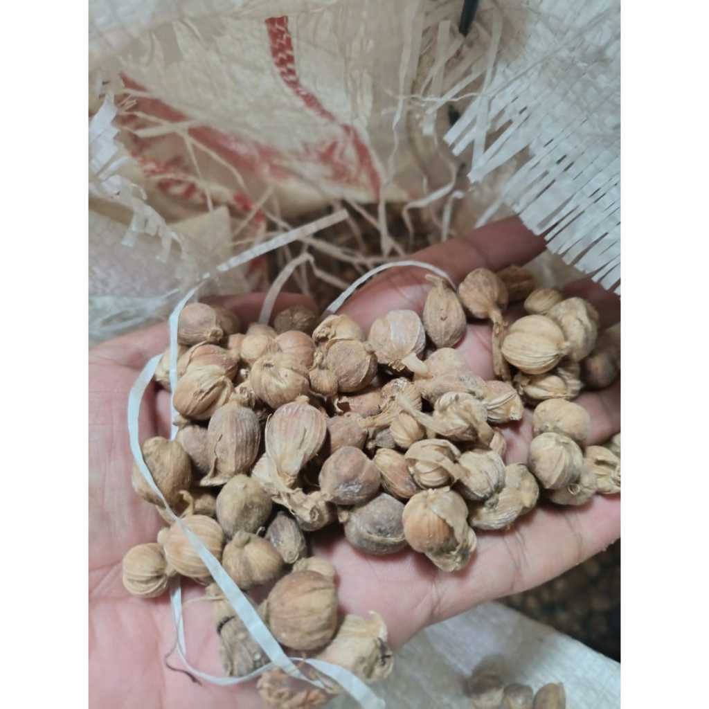 

Kapulaga kering ASLI berat 100gram