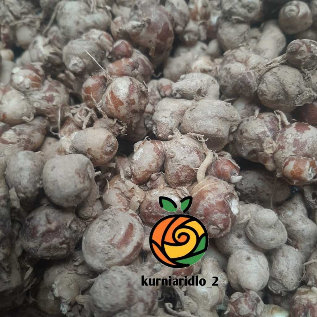 

Kencur / Cikur Segar 250gr
