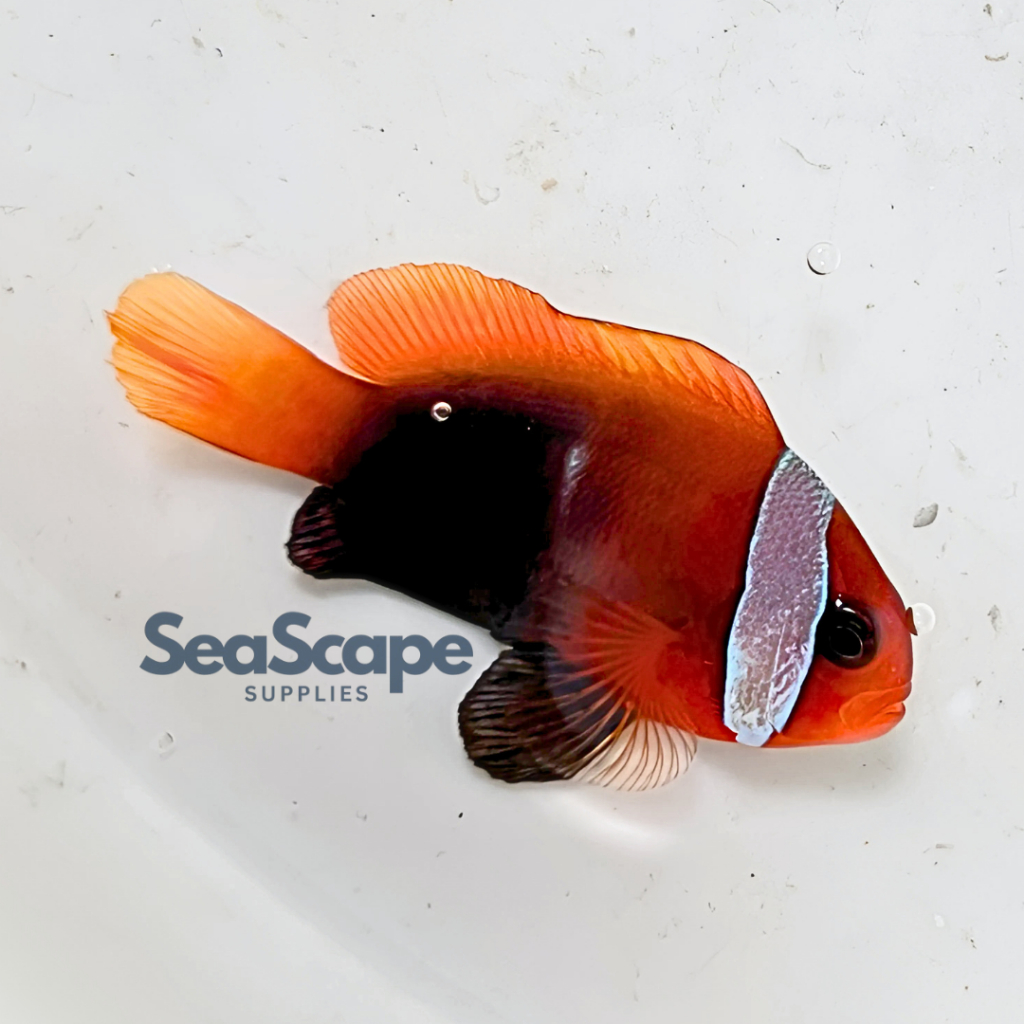 Ikan Hias Akuarium Air Laut Nemo Tompel (Tomato Clownfish) Red Black Aquarium Aquascape Marine