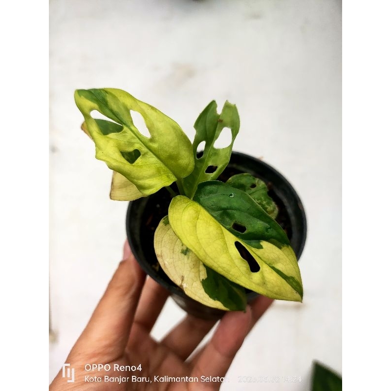 monstera acuminata japan variegata yellow