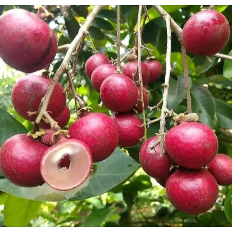 RAGIL - BIBIT KELENGKENG MERAH BEKAS BUAH ( BATANG BESAR ) BERGARANSI