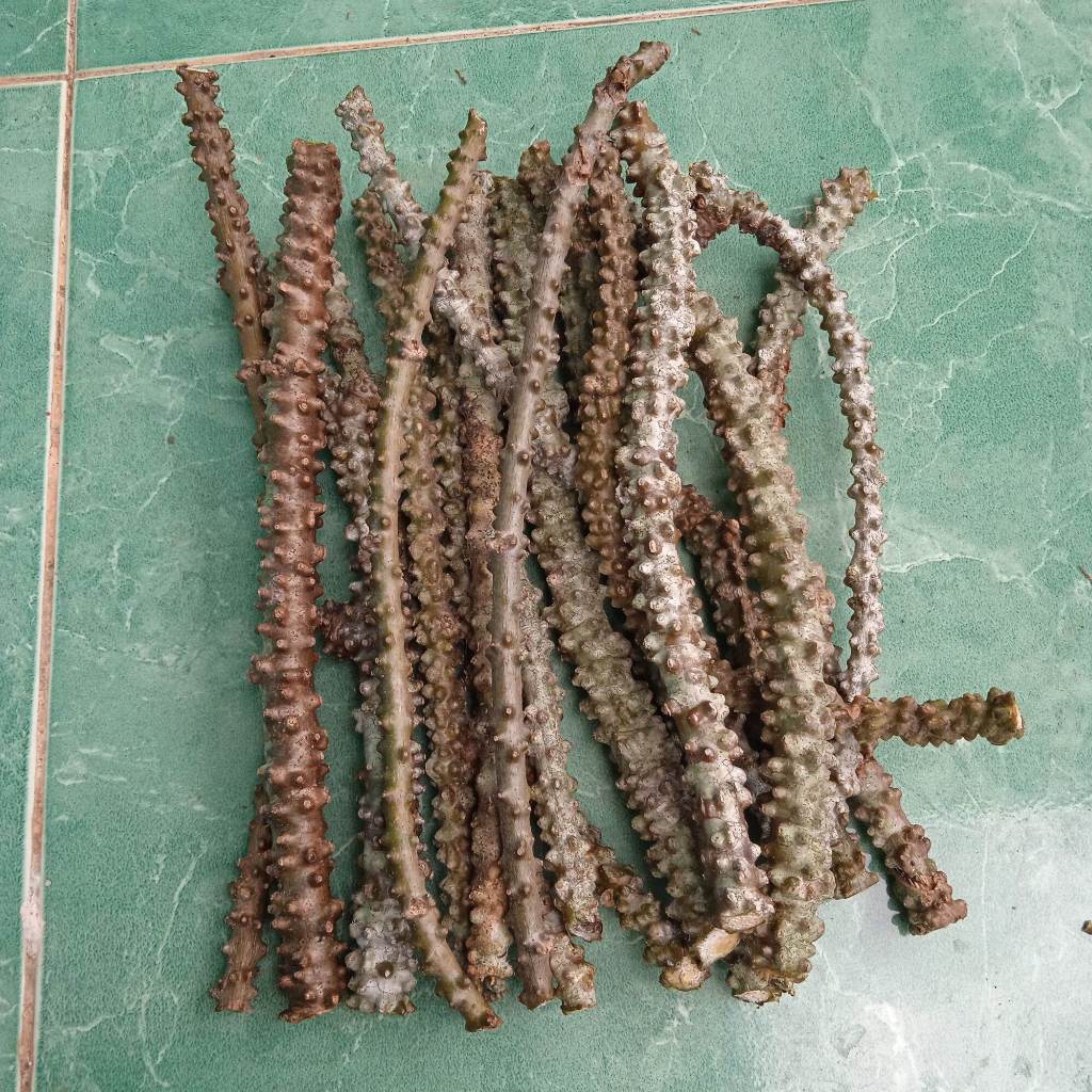 

Termurah 10 Batang Brotowali, Bratawali, akar ali-ali Obat Herbal Segar Dadakan+Bonus