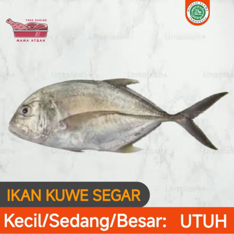 

IKAN KUWE SEGAR DAN BERKUALITAS UKURAN KECIL/SEDANG/BESAR