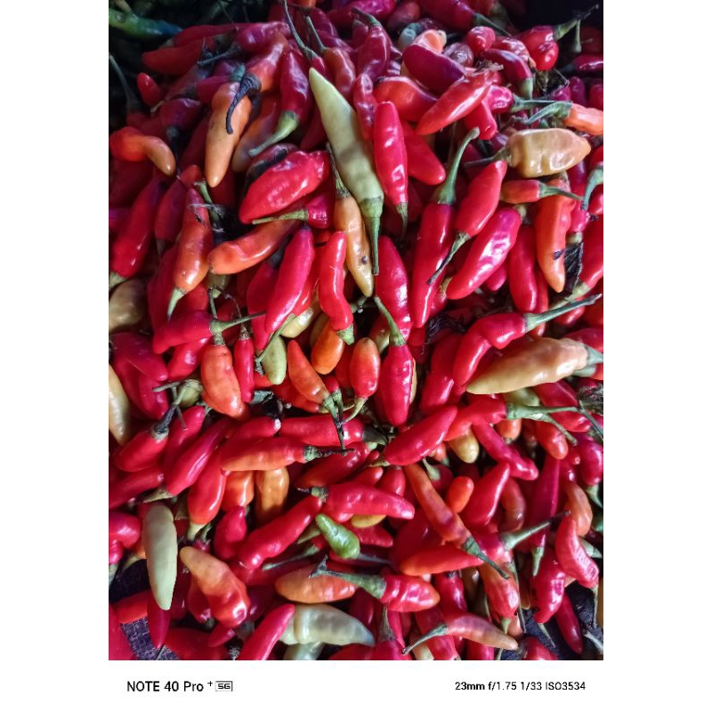 

cabe setan ata caplak