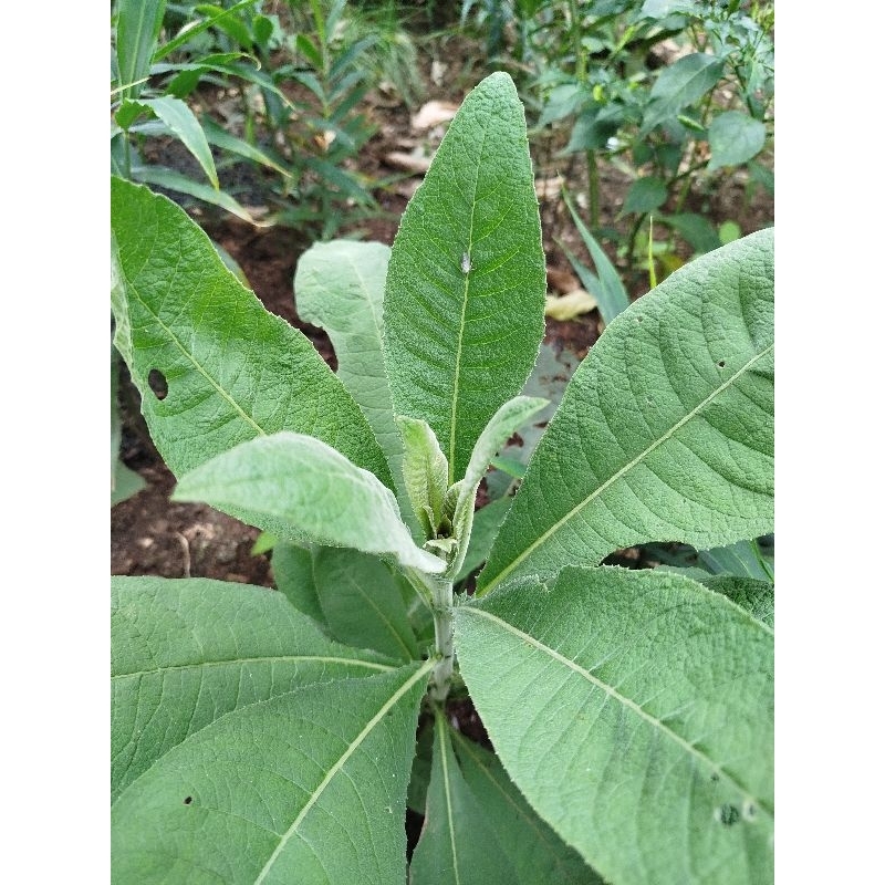 

Daun sembung herbal segar 250gram