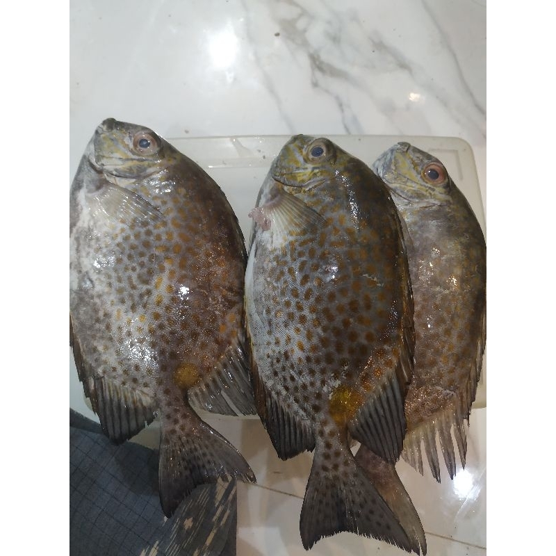 

Baronang Karet 1kg isi 3-5 Fresh Beku