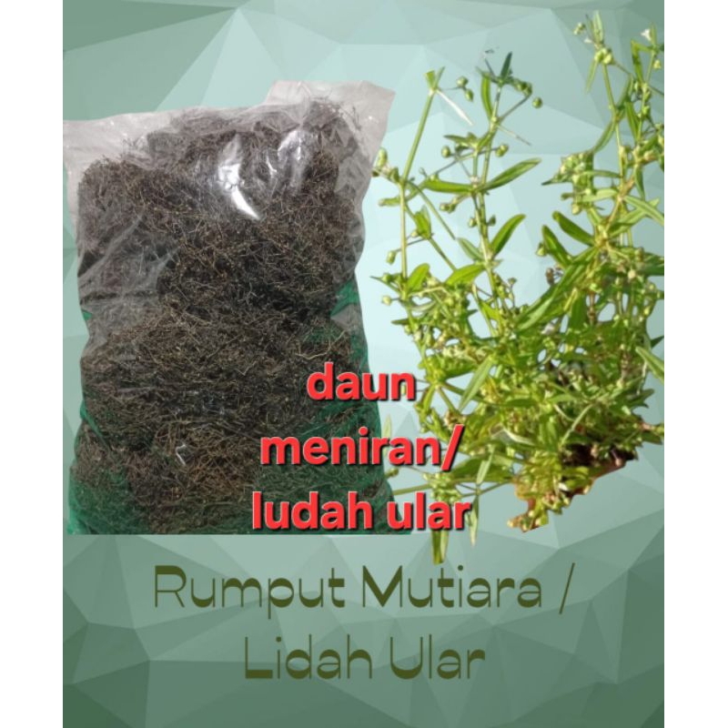 

1.kg meniran/lidah ular/rumput mutiara kering