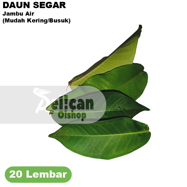 

Daun Jambu Air Segar Obat Herbal Alami Bungkus Makanan Tradisional Tape Ketan