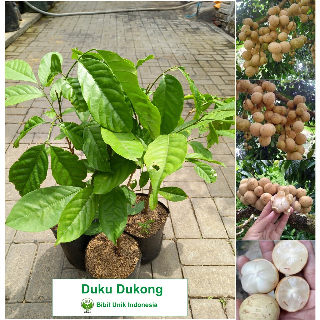 BIBIT DUKU DUKONG TANPA BIJI  CANGKOK ORIGINAL