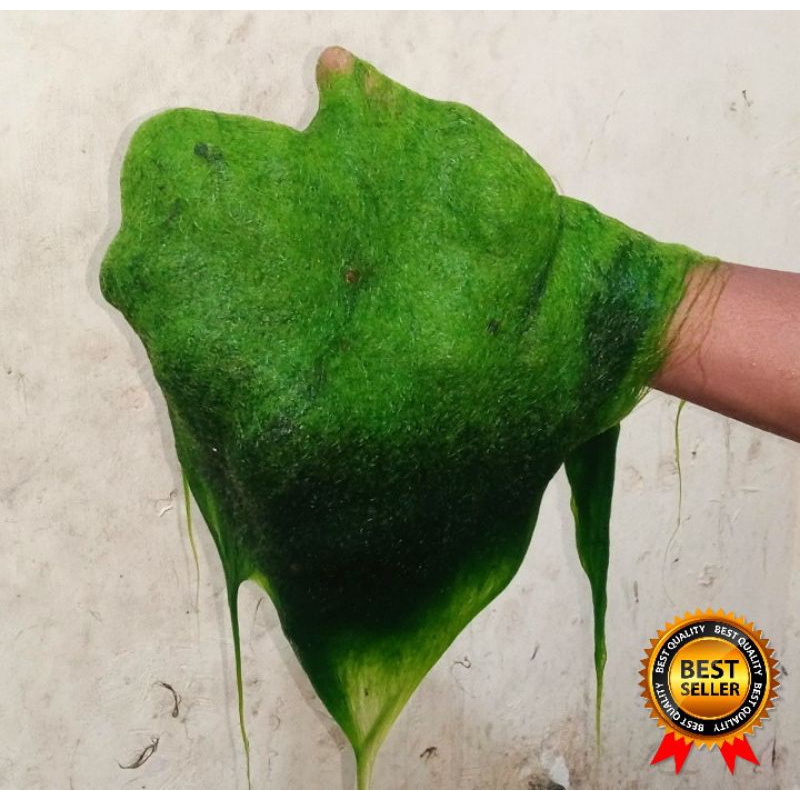 Lumut Umpan Nila Pancing 500 Gram Grosir Segar