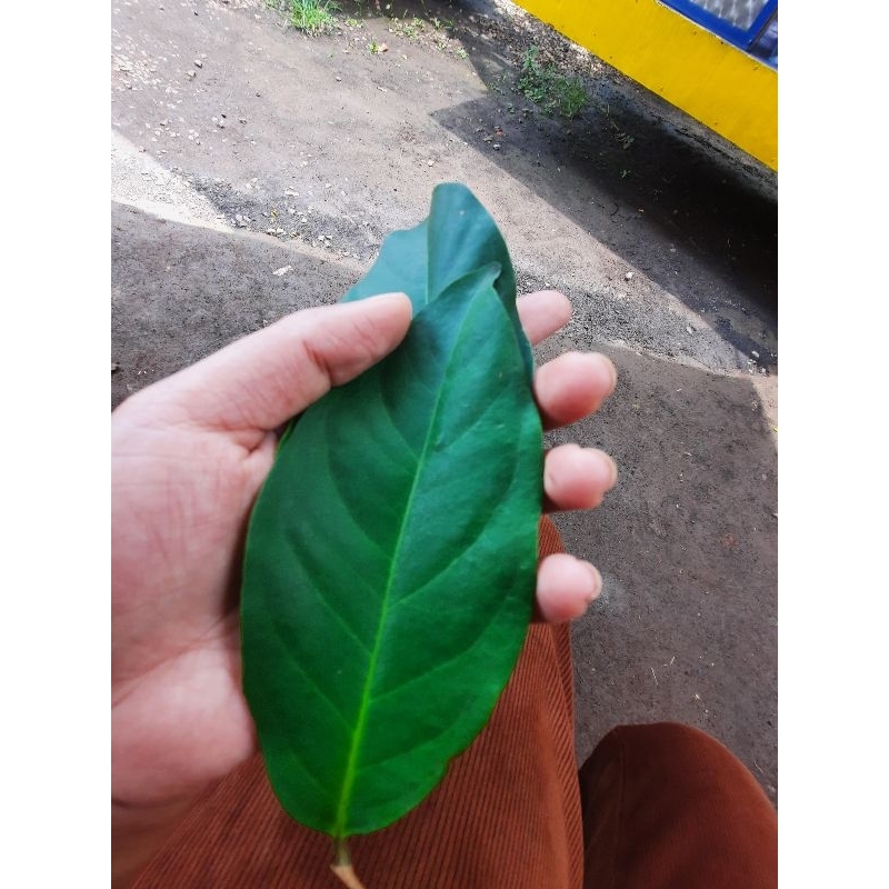 

Daun salam