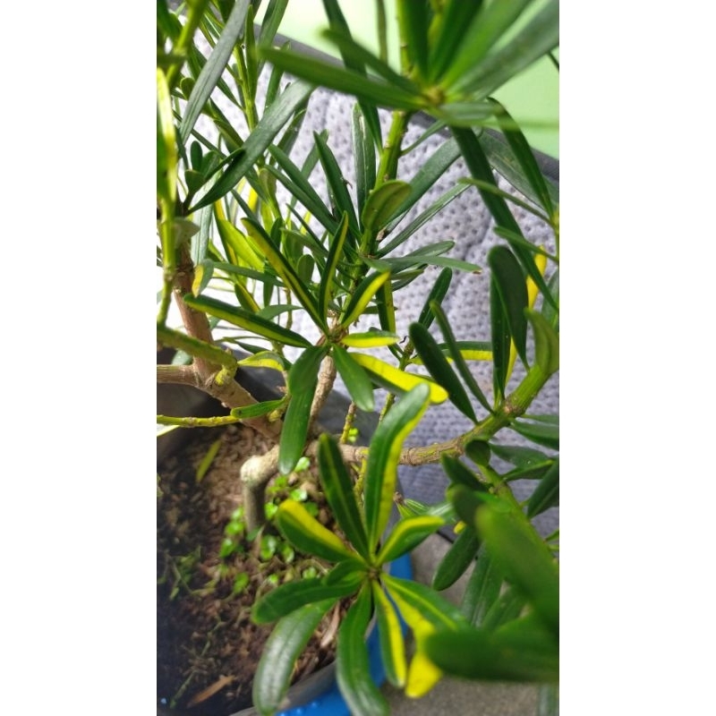 Lohansung Mawar Variegata Kuning