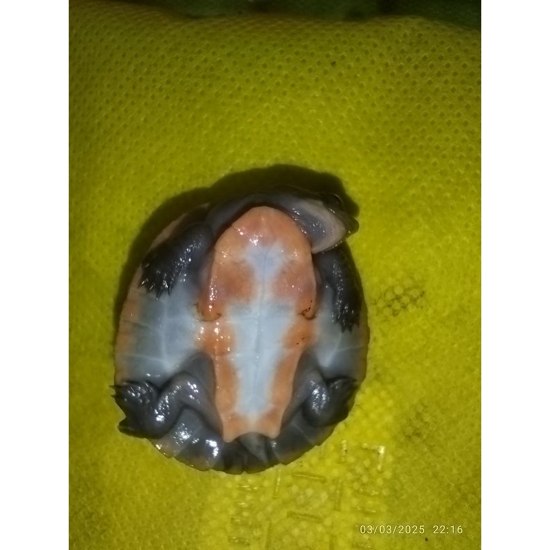 Mainan Kura dada merah