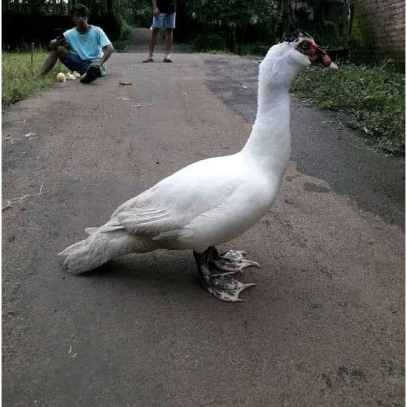 TELUR FERTIL MENTOK JUMBO TRONTON ORI BLITAR UNTUK DI TETASKAN