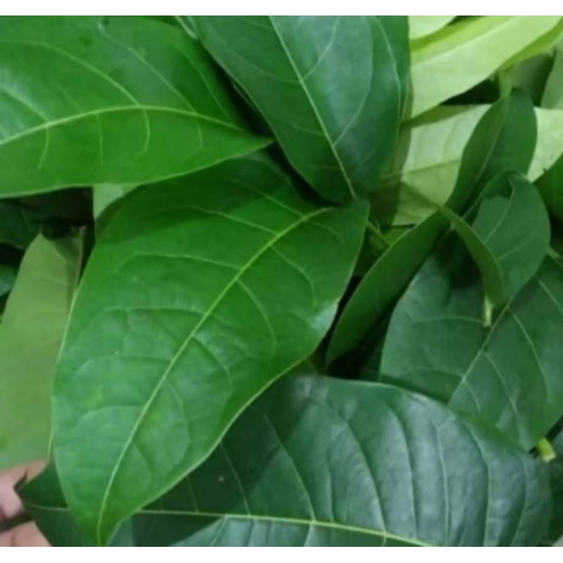 

daun mahoni segar fresh 250 gram