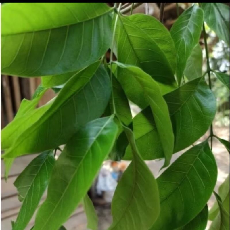 

daun mahoni herbal alami berkualitas tinggi 100 lembar