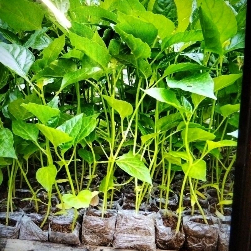 

bibit cabe rawit ORI.harga,perbiji.2.000