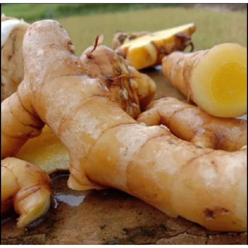 

KUNYIT TEMU MANGGA SEGAR FRESS 1KG