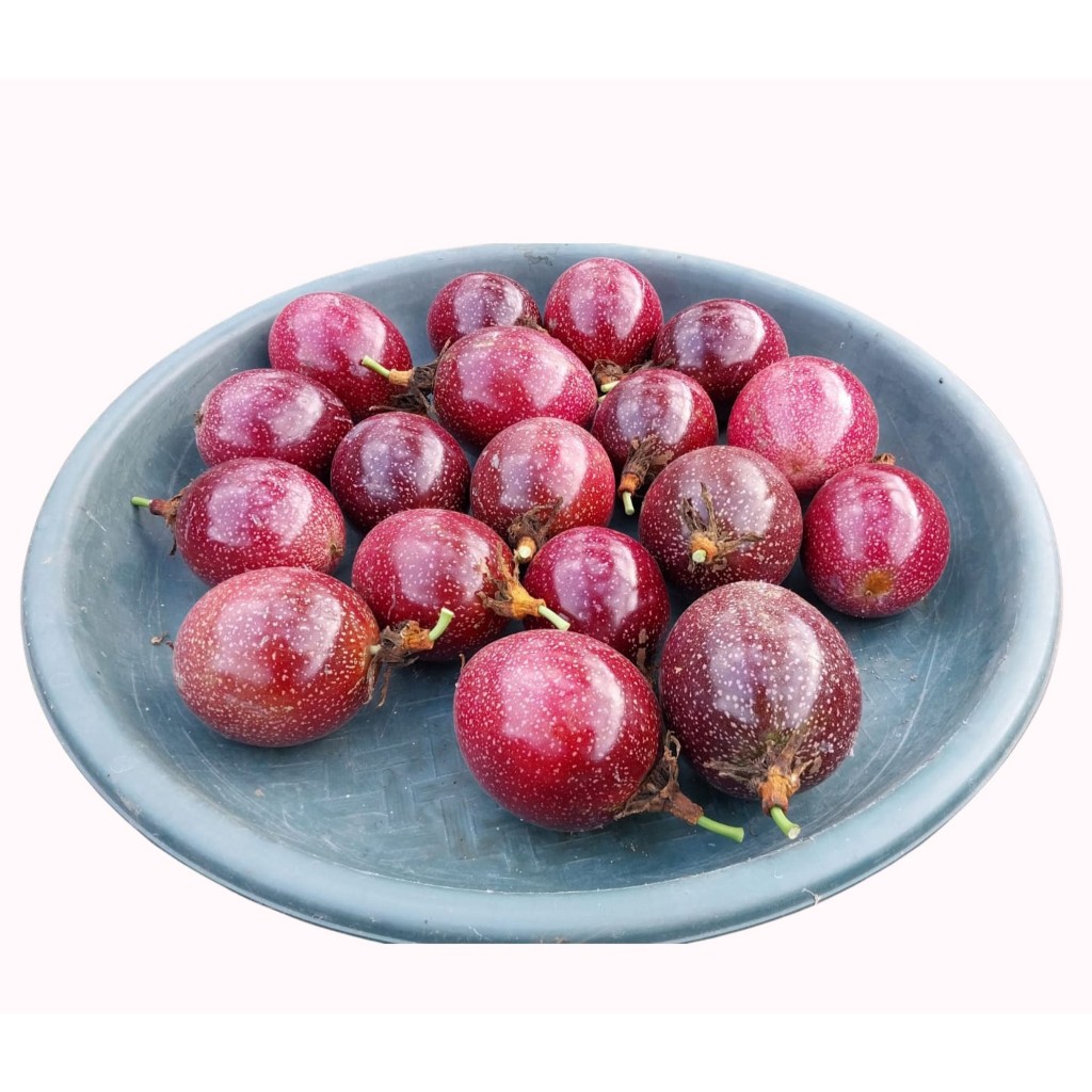 

Buah Markisa Ungu Bisa MIX Warna - Asam Segar untuk Syrup
