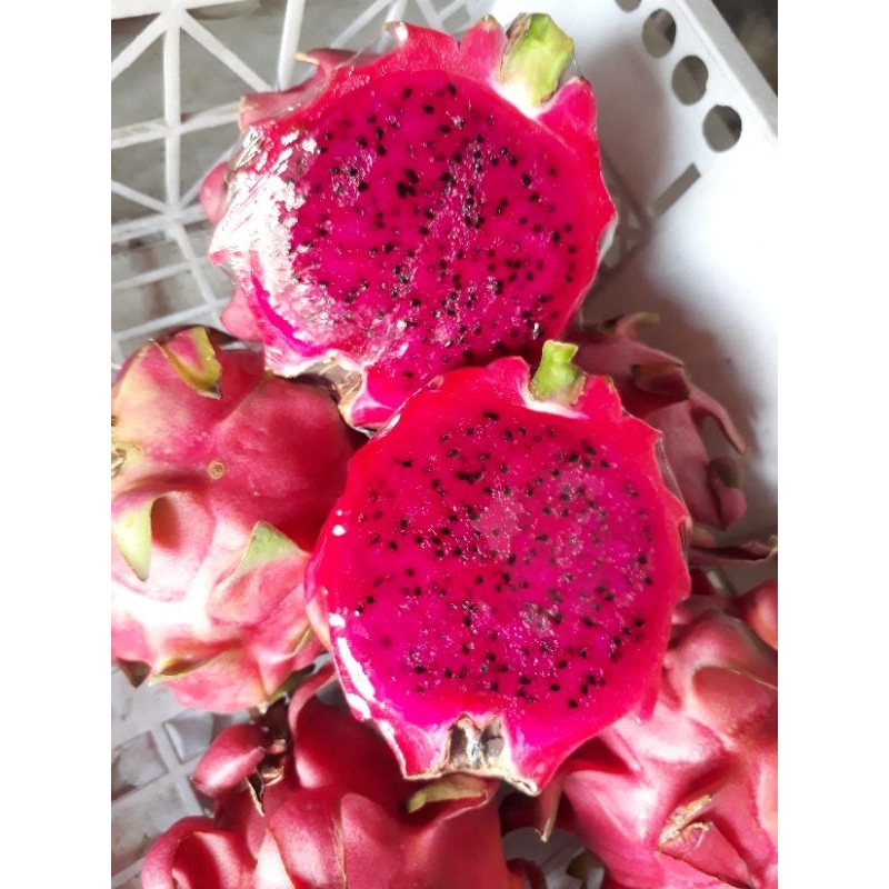 

Buah Naga Merah Sekilo