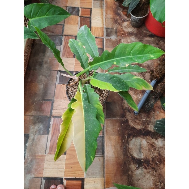 Philodendron Ring of fire