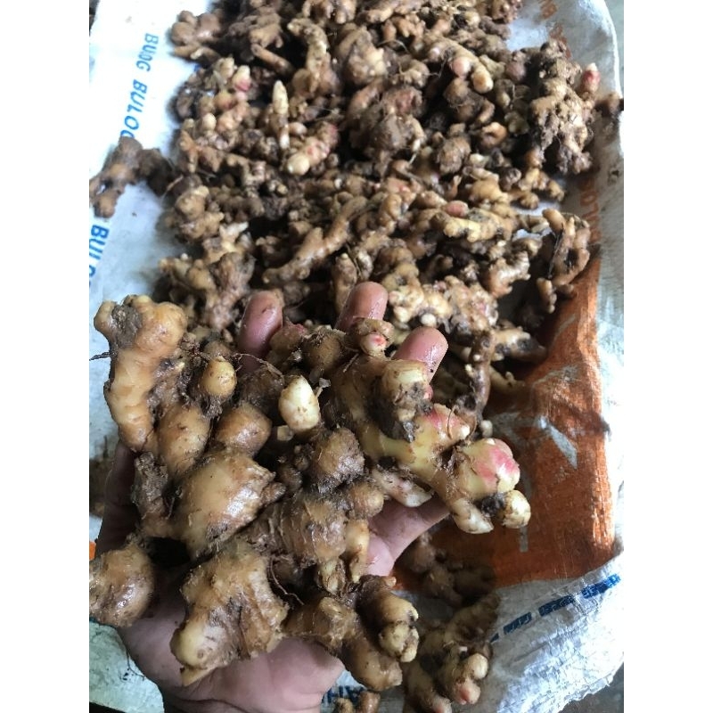 

PROMO JAHE EMPRIT SUPER PEDAS FRES SEGAR BELUM DI CUCI 1KG