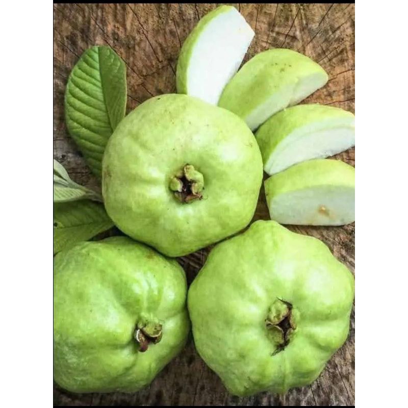 

jambu kristal 1 kg langsung petik pohon