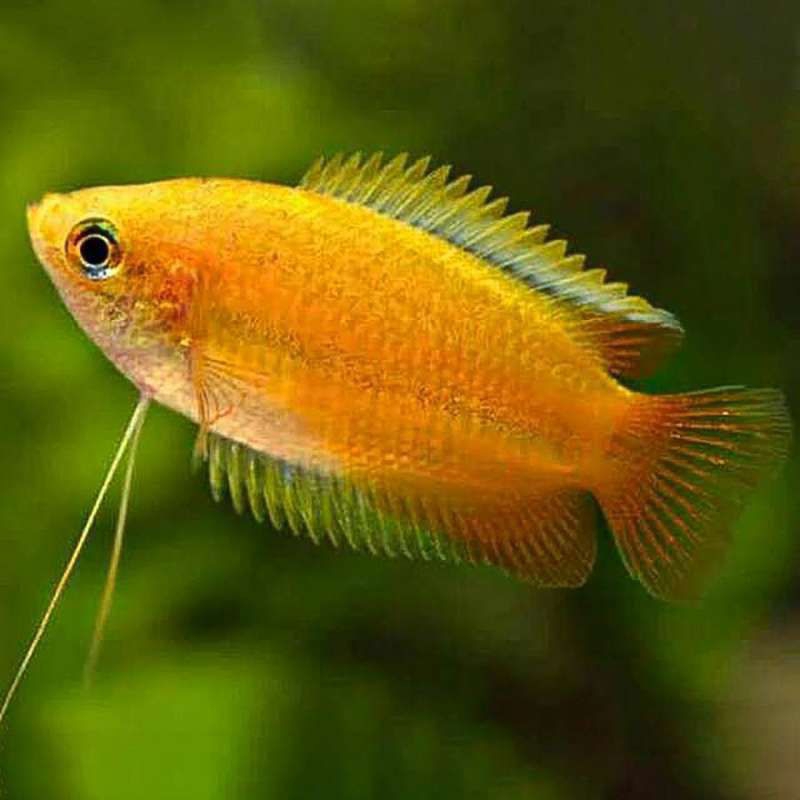 Sepat Madu/ikan Hias/Hiasan Aquarium