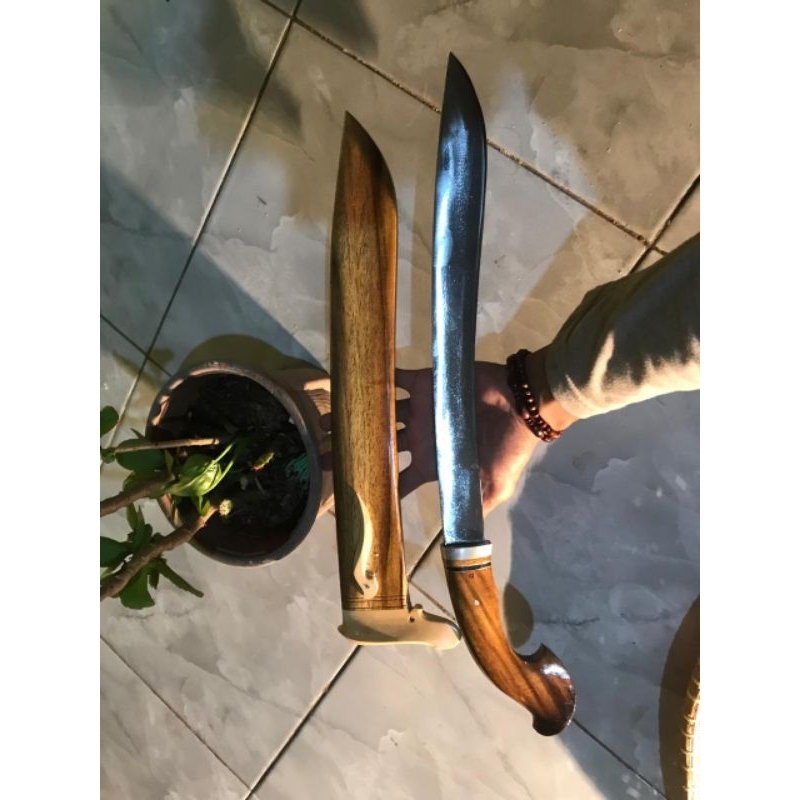 golsem/golteb Lampung 40cm