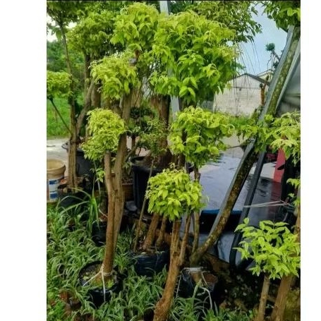 anting Putri rimbun 140cm batang tiga rimbun