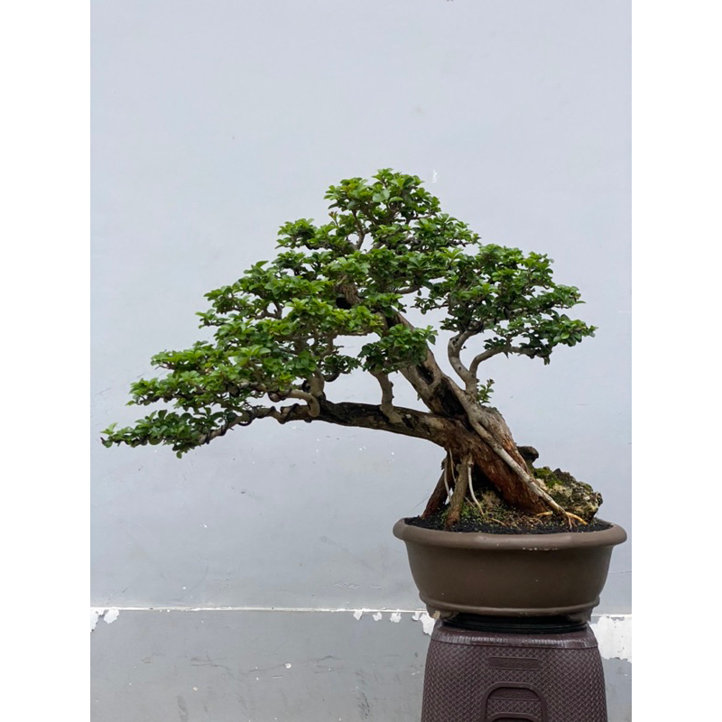 bonsai sisir kaliage on the rock jadi siap kontes sesuai foto