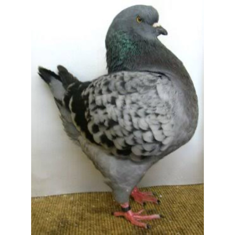 

TELUR FERTIL MERATI SHOWKING UNTUK DITETASKAN