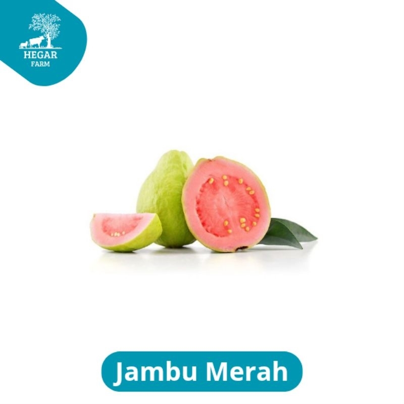 

Jambu Merah
