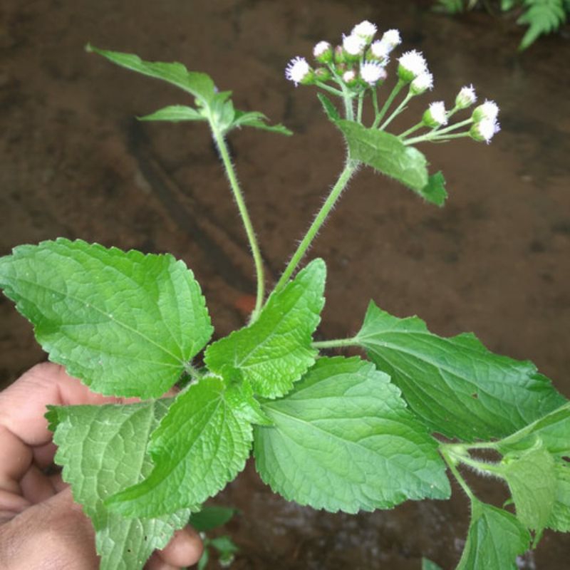 

DAUN BADOTAN HERBAL SEGAR pohon +daun+akar 10 pohon