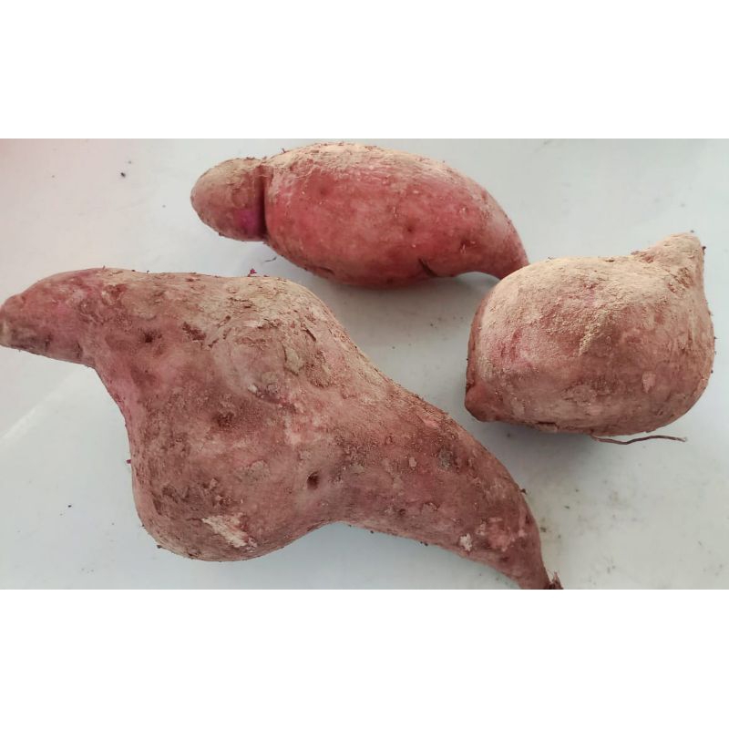 

Ubi jalar / ketela rambat