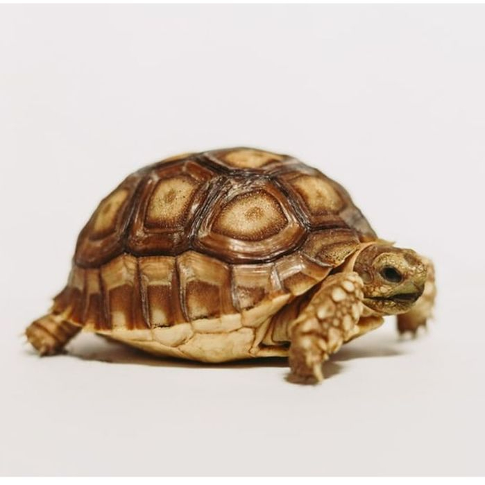 Kartu Sulcata Tortoise sulkata kura darat bukan air brazil albino