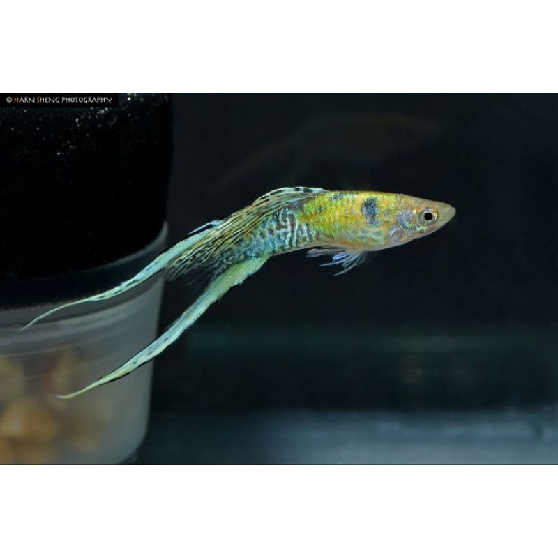 Packing Strerofoam Ikan Guppy Japan Blue Doble Sword Indukan Hiasan Aquarium Sepasang