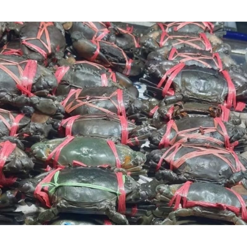 

PROMO KEPITING / SUPER / TERMURAH 1KG