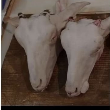 

kepala kambing tanpa kaki