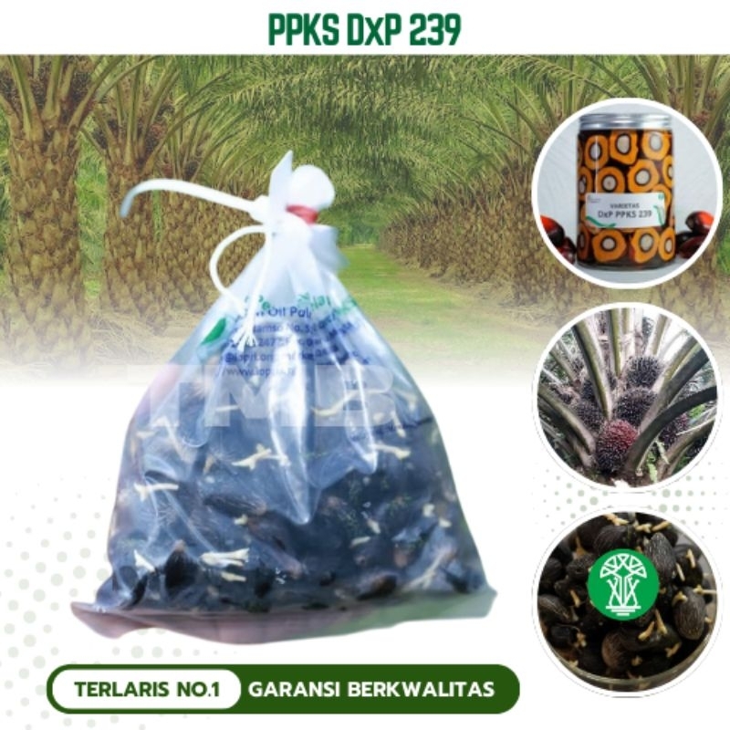 KKS PPKS DXP 239 BIBIT KECAMBAH KELAPA SAWIT UNGGUL
