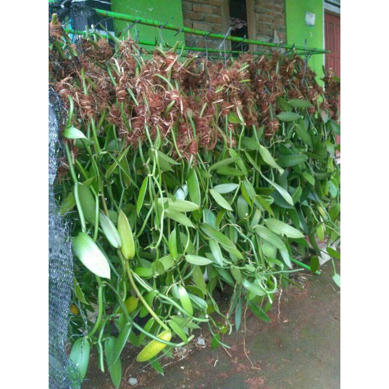 Jual bibit stek vanili per 2 pohon /vanilli vanilla vaneli meteran 15-20 cm