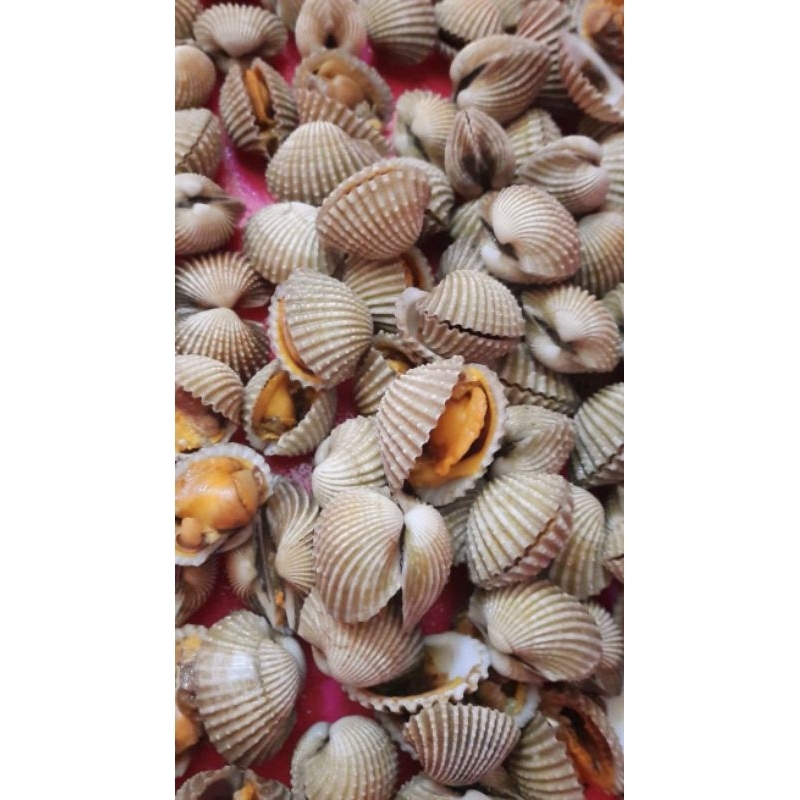 

Kerang dara