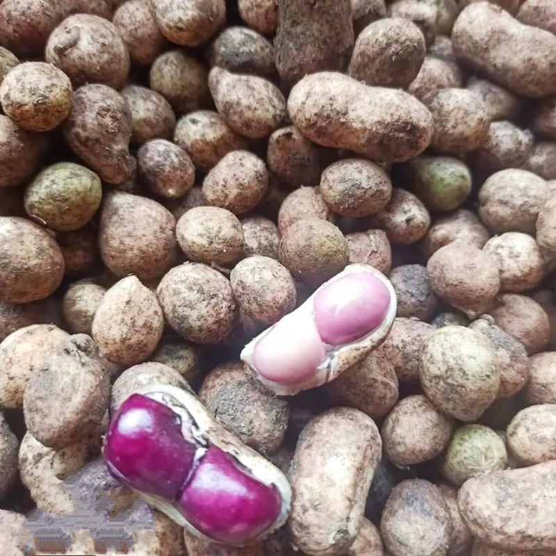 

Kacang tanah kacang bogor super tua