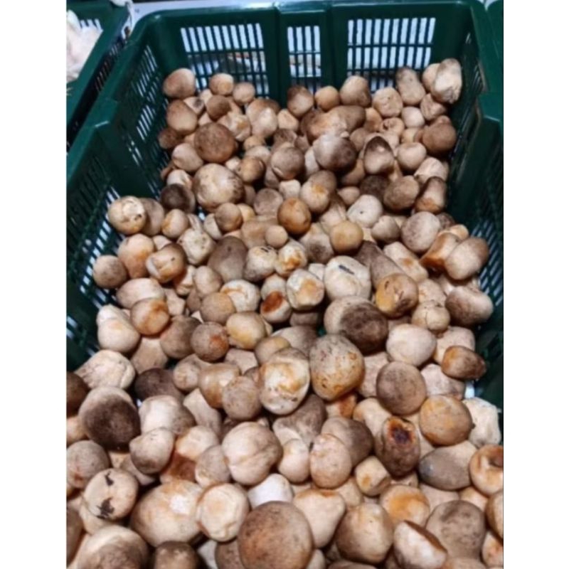 

jamur merang 1kg