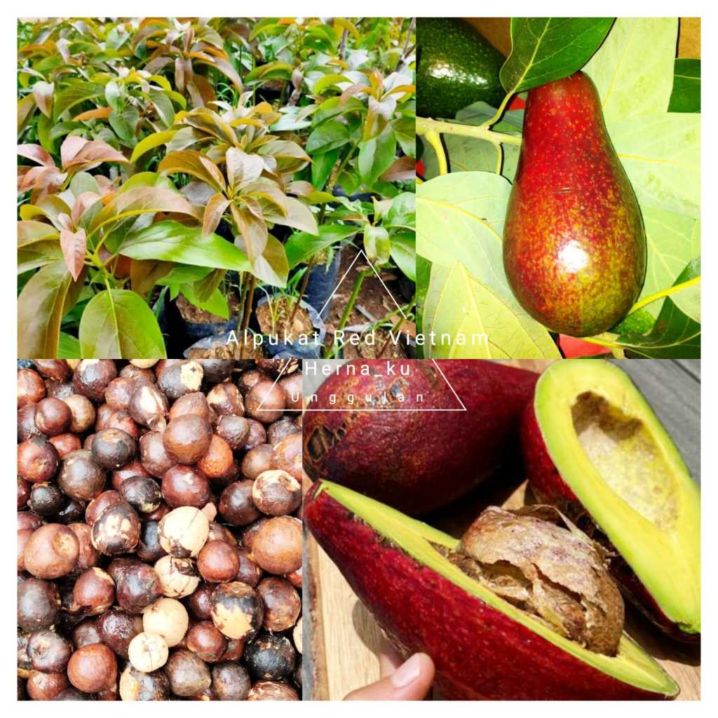 Bibit Alpukat RED VIETNAM / Alpukat MENTEGA MERAH Super Unggulan