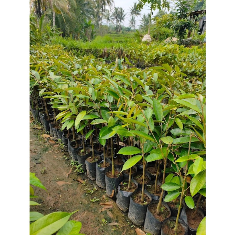 TERBAIK  Bibit Buah Durian Lokal, Bibit Buah Durian Lokal Premium, Bibit Buah Durian Montong Siap Be