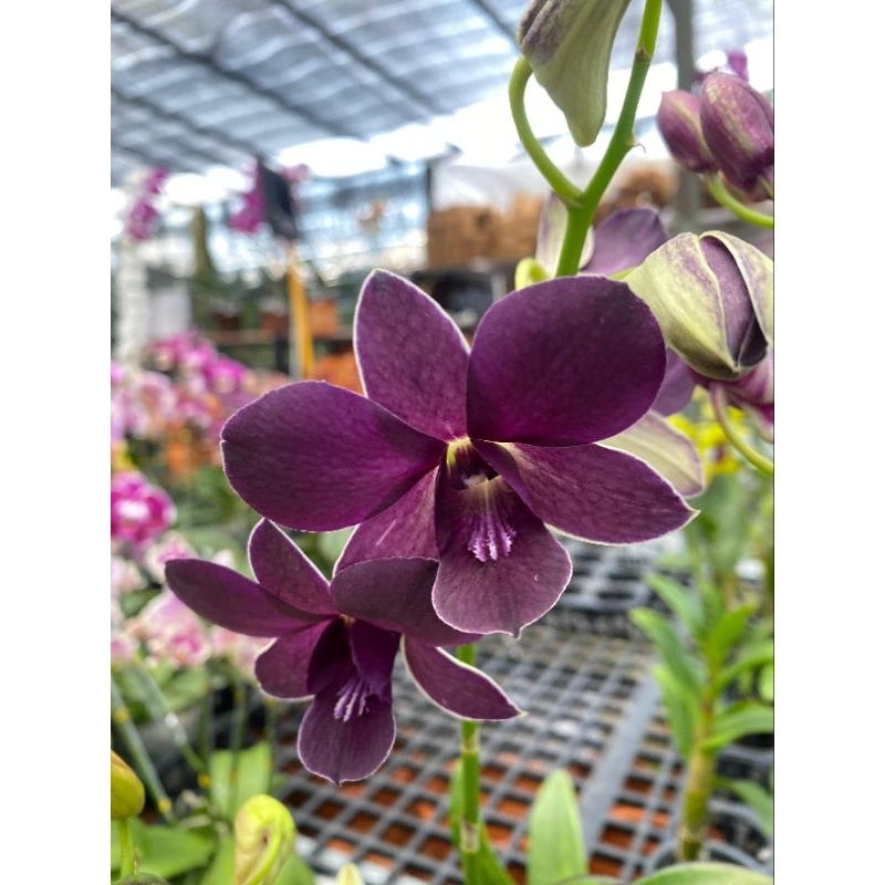 ANGGREK DENDROBIUM KUALITAS TERJAMIN KEBUN ZILQUIN