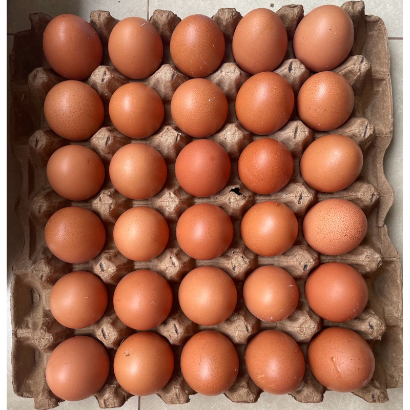 

Telur Ayam 30 Butir Fresh Premium